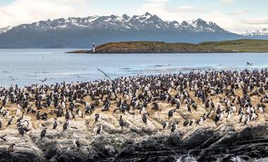 Enchanting Travels South America Tours Cormorants (sea birds) island - Beagle Channel, Ushuaia, Argentina