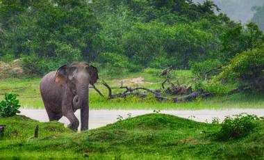 Sri Lanka Regenzeit: Elefant in sattgrüner Landschaft