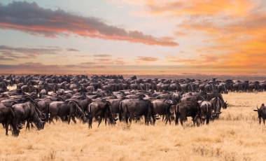 Enchanting Travels Wildebeest migration in Serengeti national Park,Tanzania - wildebeest migration