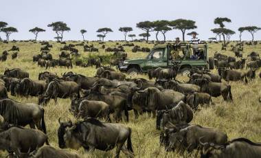 Wildebeest Migration - Serengeti, Africa