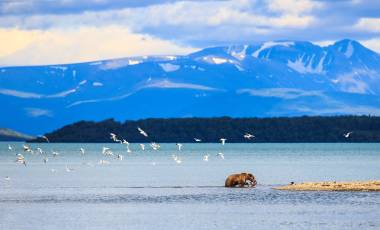 Bear in Alaska