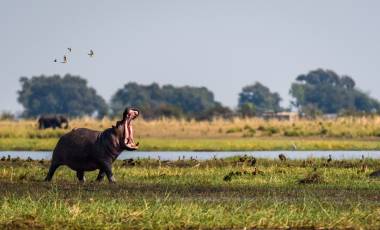 Botswana Reisen
