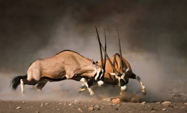 Intense fight between two male Gemsbok on dusty plains of Etosha