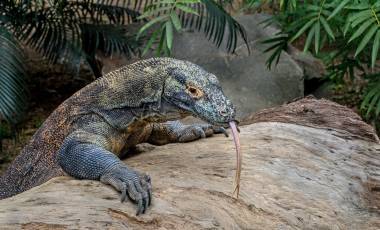 Kupu Kupu Barong Jimbaran