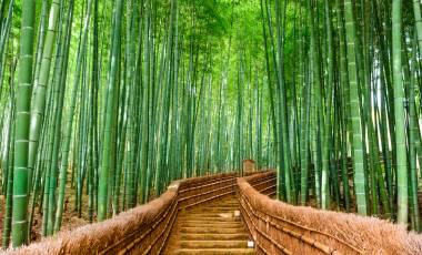 Kyoto, Japan at the Bamboo Forest Asia