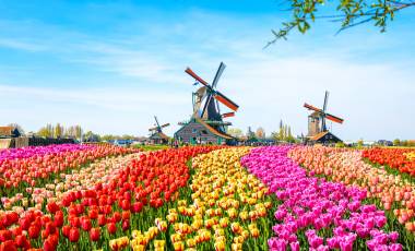 Landscape with tulips, traditional dutch windmills and houses near the canal in Zaanse Schans, Netherlands, Europe