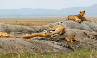 Lioness with cub are resting on the rocks - Kenya: best places to visit in 2019