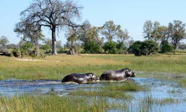 Chobe Elephant Camp