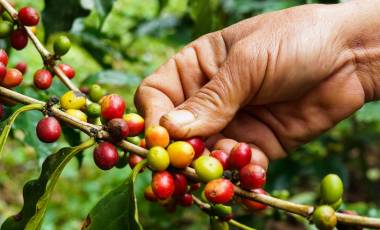 Coffee bean, Ecuador, South America