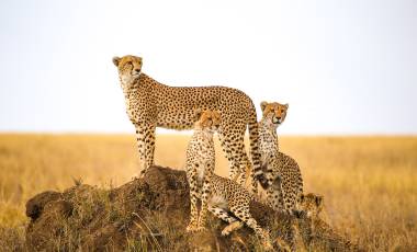 Group of Cheetah Serengeti National Park Tanzania Safari