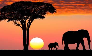 The Great Migration is one of the Tanzania attractions par excellence