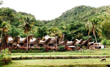 Traditional Tana Toraja village with buffalo in the foreground , tongkonan houses and buildings. Kete Kesu, Rantepao, Sulawesi, Indonesia