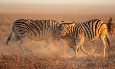 Mushara Bush Camp