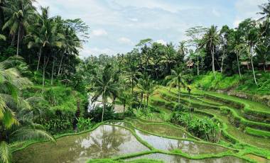 Kupu Kupu Barong Jimbaran