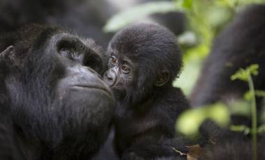 Uganda: Gorilla trekking