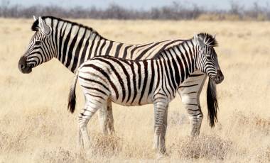 Enchanting Travels - Namibia Tours -Serra Cafema-Zebra foal with mother in african bush