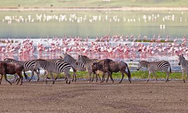 africa-tanzania-manyara-ngorongoro-zebras-flamingos-lake