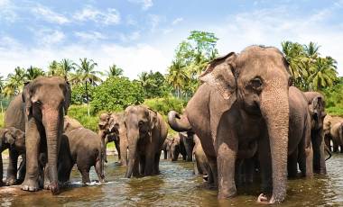 Security in Sri Lanka