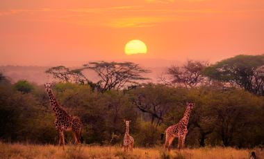 Ol Pejeta Bush Camp