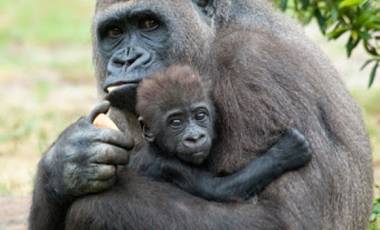 Virunga Lodge