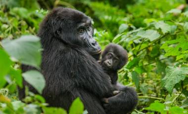 female mountain gorilla with a baby. Uganda. Bwindi Impenetrable Forest National Park