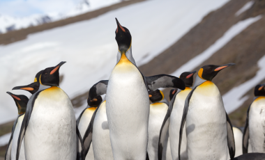 Best Things To Do in Antarctica