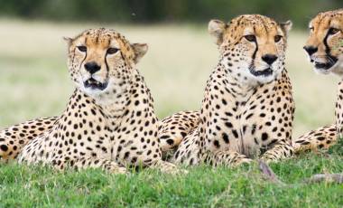 african countries to visit in april Three male cheetahs Ol Pejeta