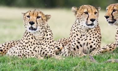 Three male cheetahs Ol Pejeta