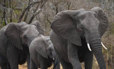 African elephants in central Kruger National Park