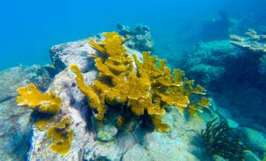 Coral