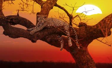 South-Africa-Safari-Tour-YMT