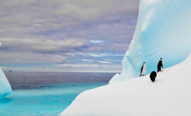 Penguins in Antarctica