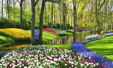 Rhine River Cruise In Tulip Season