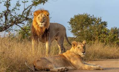 Cruise and Land Tours