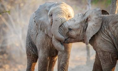 Wildlife & Wilderness of Botswana