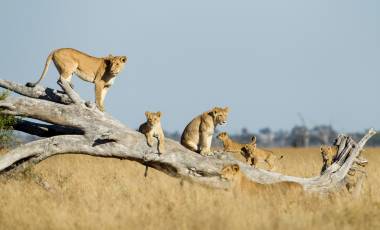 For the Love of Safari Adventure