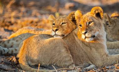 Wildlife Holidays