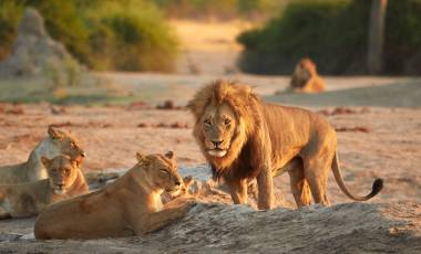 For the Love of Safari Adventure