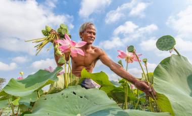 Thailand Lotus Season