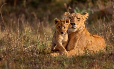 The Animal Kingdom’s Great Migrations