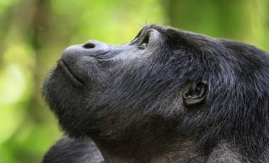 Wildlife Holidays in Rwanda