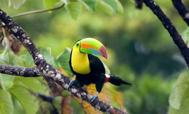 Rainforest & Restful Retreats in Costa Rica