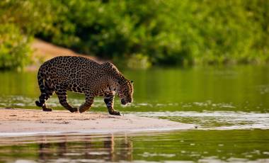 Jaguar on the water's edge, Brazil