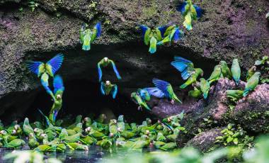 The Galapagos Islands and Turtles