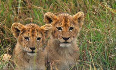 Three Tanzania Safaris