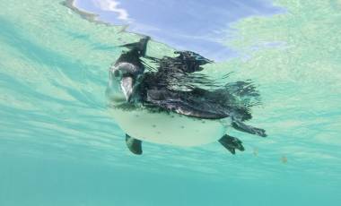 Galapagos Islands Holidays