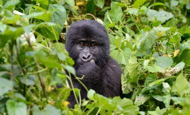 Gorilla Trekking Trips