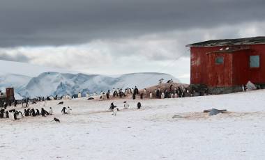 Gentoo penguin colony, Trinity Island