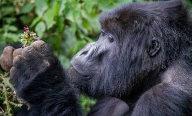 Zambezi Canoe Safari