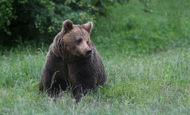 Carpathian Walking & Bears